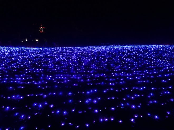 Zu sehen ist eine Fläche aus blauen Lichtern in der Dunkelheit im Botanischen Garten in Berlin.