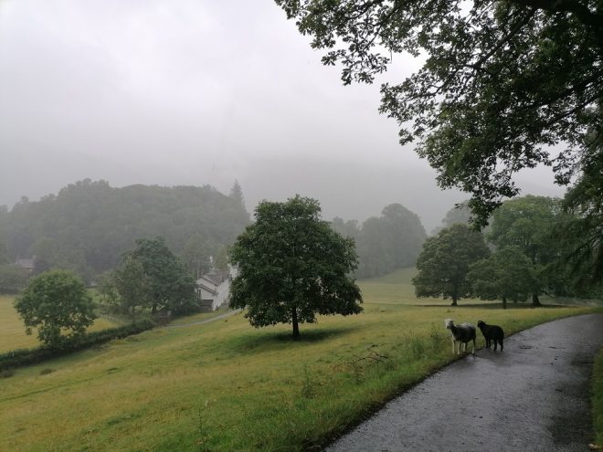Ein Regentag im Lake District mit viel grün und zwei Schafen.